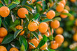 fruitful potting Mandarin oranges, which used as a ornamental plant during  Spring Festival (Chinese new year), is regarded as a symbol of 