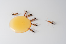 Macro Groups Of Ants Eating Honey Drop On A White Background