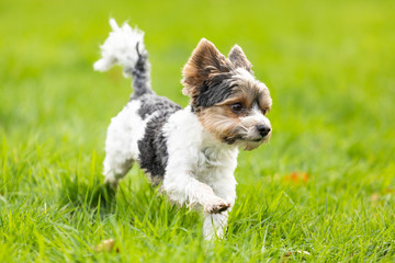 yorkshire terrier outdoor in a park