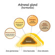 Hormones of the adrenal gland.