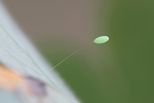 Lacewing Egg, Chrysopa Sp