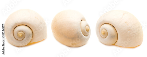 Fotomural Set of three conch shell angles isolated on white background