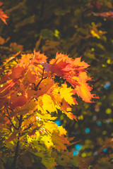 Poster - Wonderful autumn colors, red and yellow leaves on tree