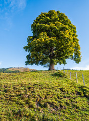 Fototapete - Misty autumn morning mountain and big lonely tree view from hiking path near Dorfgastein, Land Salzburg, Austria.