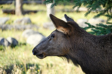 Close-up Side Face Of Female Elk With Pine Tree