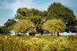 Green trees nature landscape with defocussed foreground