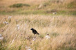 Black crow bird in dry grass field
