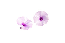 Beautiful Flowers Are Purple, Isolated On A White Background.