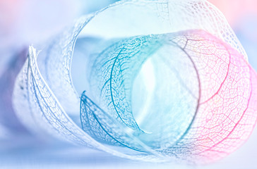 Aufkleber - Beautiful curls of transparent skeletal leaves macro with streaks of blue, purple and pink, soft focus, pastel tones. Gentle airy elegant artistic image of nature.