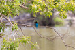Yala National Park blue bird