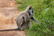 Yala National Park Monkey
