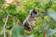 Yala National Park Monkey in bush