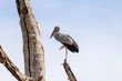 Stork on tree
