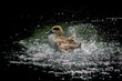 Marbled duck (Marmaronetta angustirostris) Duck