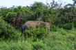 Elephant hidden behind bush