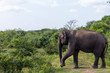 Elephant Yala National Park