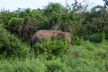 Elephant Hidden Behind Bush