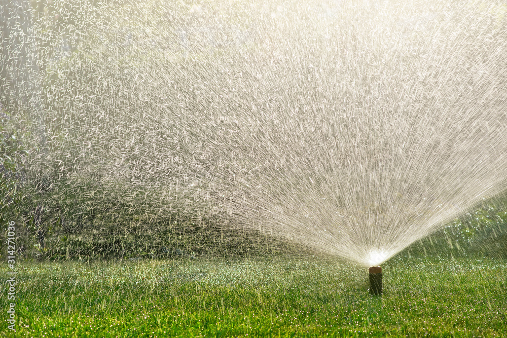 Water spraying from a lawn sprinkler on a sunny summer day. - obrazy, fototapety, plakaty 