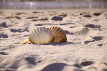 Close-up of a two seashell on the beach