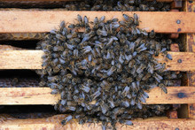How Bees Winter In The Hive. Overview Of Bee Hive In Winter. Wintering Bees.