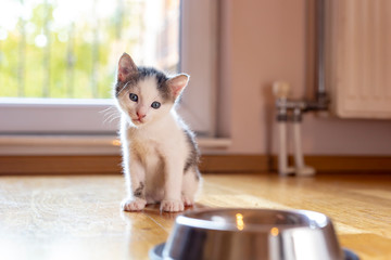 Sticker - Kitten sitting by the bowl of milk