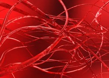 Blood Vessels. Circulatory System. Veins And Arteries. Abstraction,