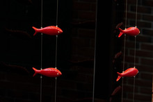 Red Fish Made Of Plastic On Thin Threads Stretched Along The Wall.