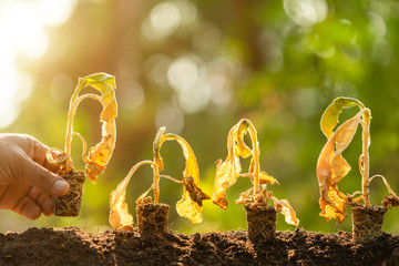 Dead young plant (Tobacco Tree) in dry soil on green blur background. Environment concept with empty copy space for text or design