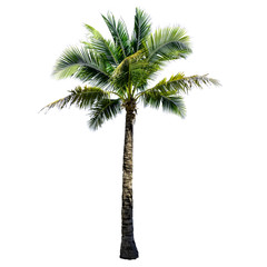 Wall Mural - Coconut tree isolated on the white background.