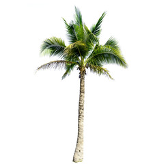 Wall Mural - Coconut tree isolated on the white background.