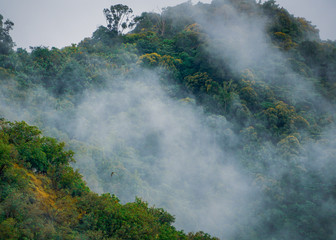 Rain forest view with morning misty. Nature background.