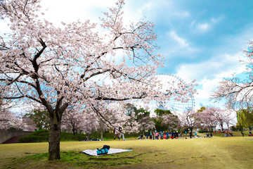 Expo '70 Commemorative Park at spring in Osaka, Japan