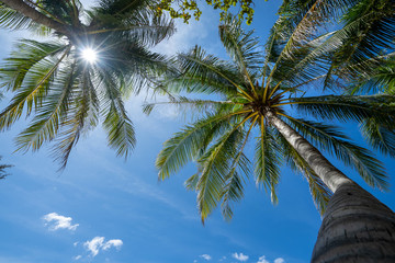 Wall Mural - view of coconut tree and blue sky on a sunny day