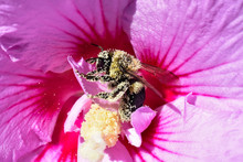 Bumblebee Covered In Pollen