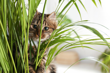 Adorable cat near houseplant on floor at home