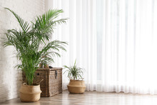 Beautiful Green Potted Plants In Stylish Room Interior. Space For Text