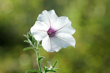 Close Up Of A White Morning Glory Flower Isolated On A Green Background