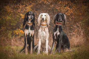 Wall Mural - three saluki boys