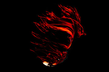 siamesebetta fish , red betta on the black screen