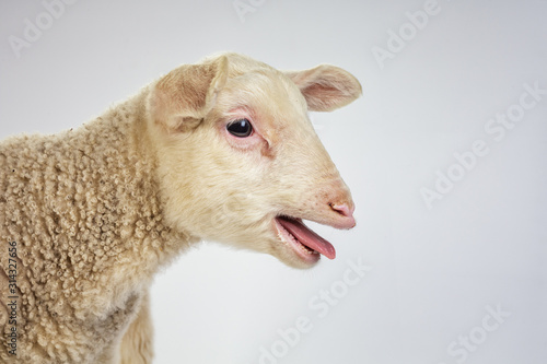 Bleating Lamb With Tongue Stretched Out Of The Mouth Buy This Stock Photo And Explore Similar Images At Adobe Stock Adobe Stock