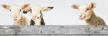 Three Lambs Behind A Board