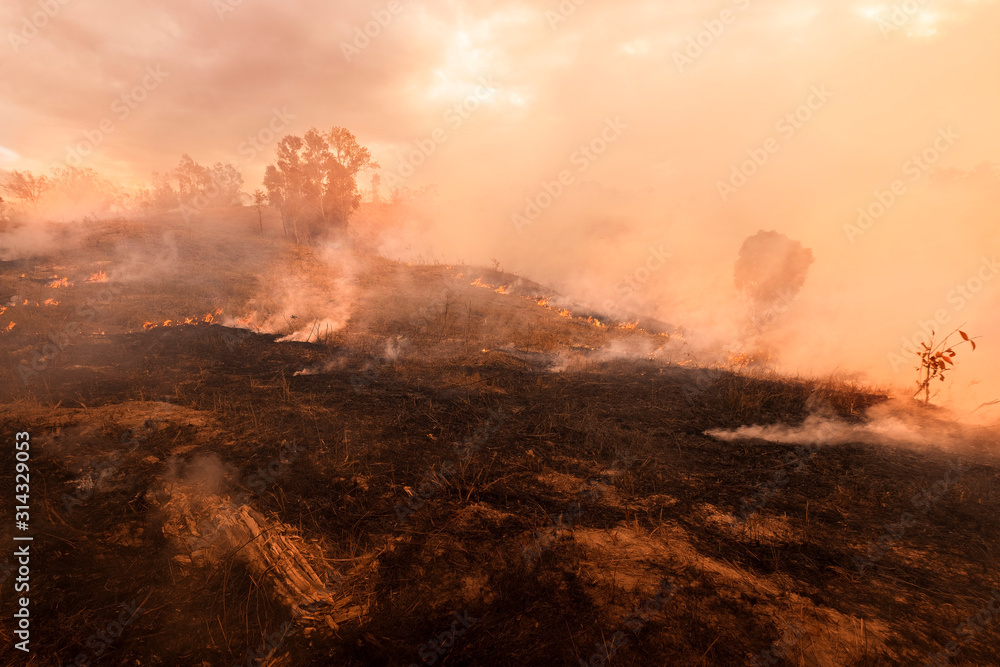 Bush fire, Burned black land on hill in Australia - obrazy, fototapety, plakaty 