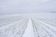 Wheat Field Covered With Snow In Winter Season. Winter Wheat. Green Grass, Lawn Under The Snow. Harvest In The Cold. Growing Grain Crops For Bread. Agriculture Process With A Crop Cultures.