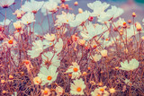 Fototapeta Do pokoju - Vintage chamomile flowers. Beautiful nature flowers background. Spring nature background, top view