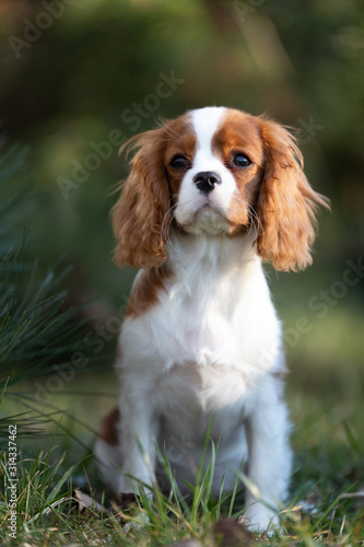 Susser Cavalier King Charles Spaniel Welpe Hund Kaufen Sie Dieses Foto Und Finden Sie Ahnliche Bilder Auf Adobe Stock Adobe Stock