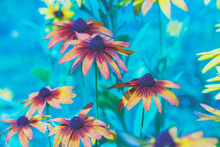 Vintage Blossoming Rudbeckia Hirta (Black-eyed Susan) Flowers In The Garden In Summer. Nature Background.