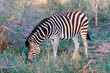 Ein grasendes Zebrafohlen