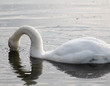 White swan with head underwater on lake