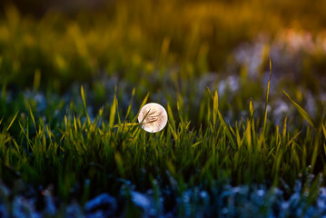 Wall Mural - natural background with a soap transparent bubble covered with shiny frosty patterns lies on the green juicy grass in the autumn Sunny cold morning