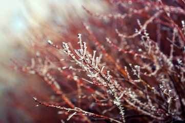 Wall Mural - beautiful natural background with shrub branches and trees covered with shiny ice crystals on a Sunny fresh morning